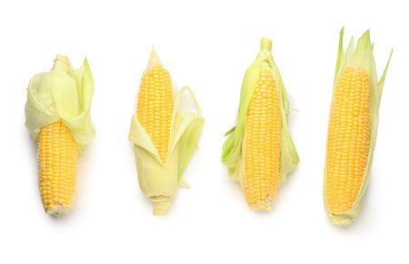 Many fresh corn cobs on white backgroundの写真素材