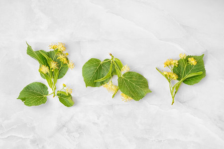 Branches of linden flowers with leaves on light background