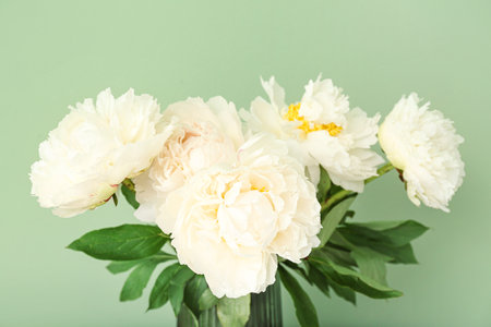 White peonies on green backgroundの写真素材