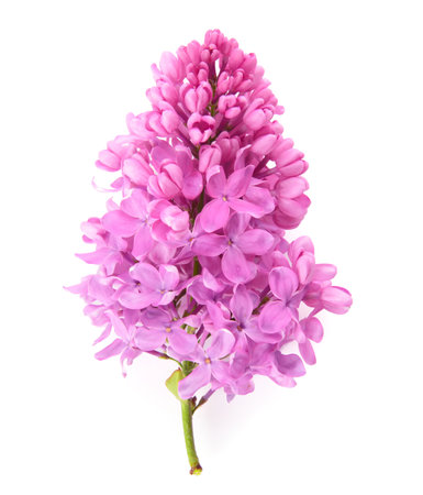 Branch of beautiful lilac flowers on white backgroundの写真素材