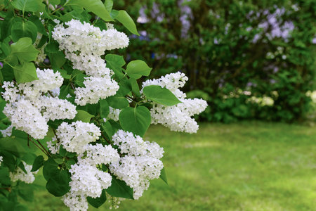 Beautiful white lilac flowers spring dayの写真素材