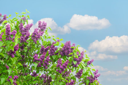 Beautiful lilac tree on blue sky backgroundの写真素材