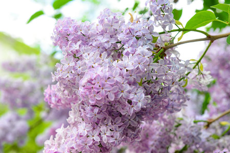 Beautiful violet lilac flowers on blurred background, closeupの写真素材