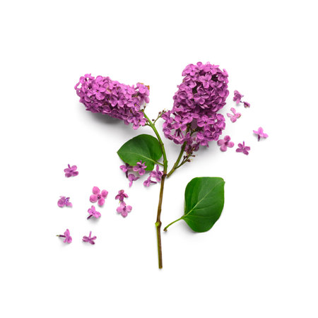 Branch of beautiful lilac flowers on white backgroundの写真素材
