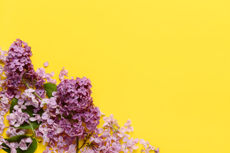 Beautiful lilac flowers on yellow backgroundの写真素材