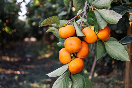 Tree branch with ripe persimmon fruits outdoorsの写真素材