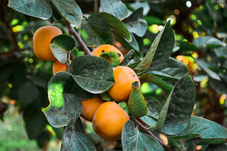 Branches of persimmon tree with fruits on plantationの写真素材