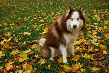 Funny Husky dog sitting in autumn park