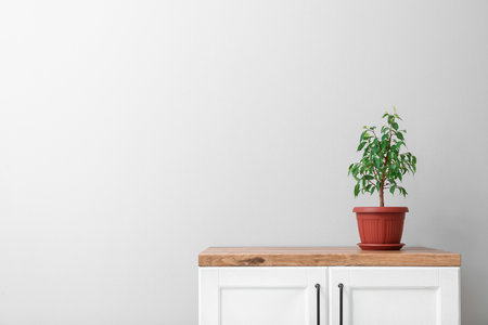 Ficus benjamina on counter near light wallの写真素材