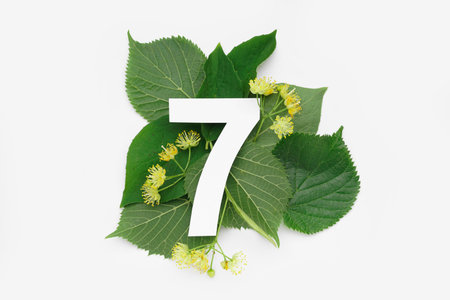Linden green leaves and flowers with paper number seven on white background