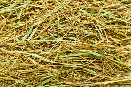 Heap of straw as backgroundの写真素材