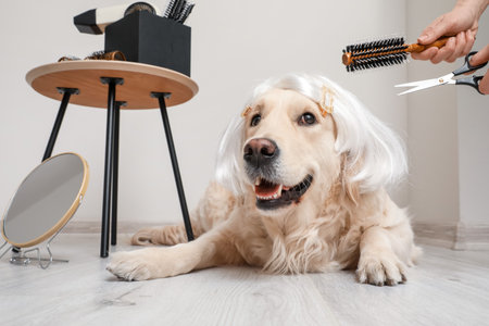 Female groomer taking care of cute dog in wig indoorsの写真素材