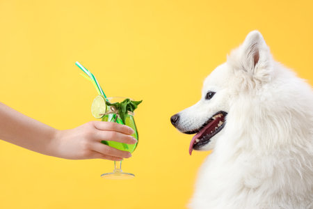 White Samoyed dog and hand with summer cocktail on yellow background, closeupの写真素材
