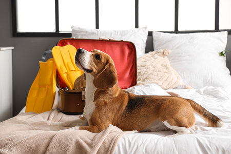 Cute Beagle dog and suitcase with beach accessories in bedroomの写真素材