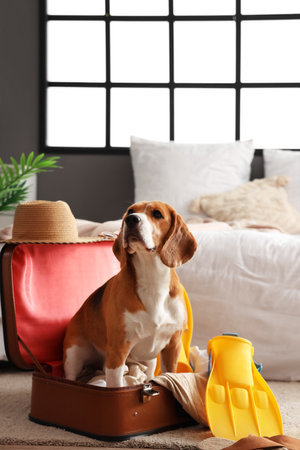 Cute Beagle dog in suitcase with beach accessories at homeの写真素材
