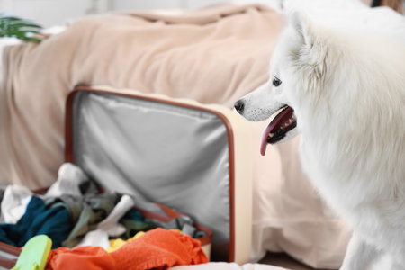 White Samoyed dog in bedroomの写真素材