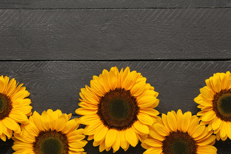 Beautiful sunflowers on black wooden backgroundの写真素材