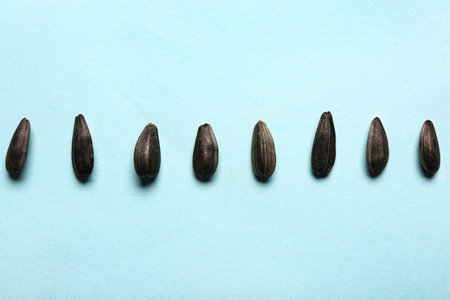 Natural sunflower seeds on blue backgroundの写真素材