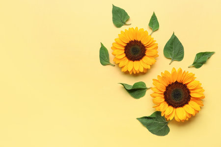 Beautiful sunflowers and leaves on yellow backgroundの写真素材