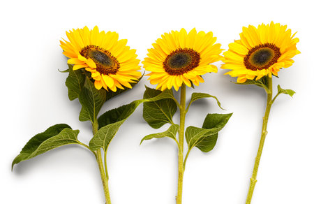 beautiful sunflowers on white backgroundの写真素材