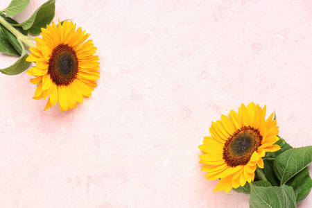 beautiful sunflowers on pink backgroundの写真素材