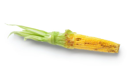 Tasty grilled corn cob on white background