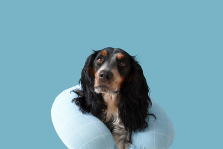 Cute cocker spaniel with beach neck pillow on blue background, closeupの写真素材