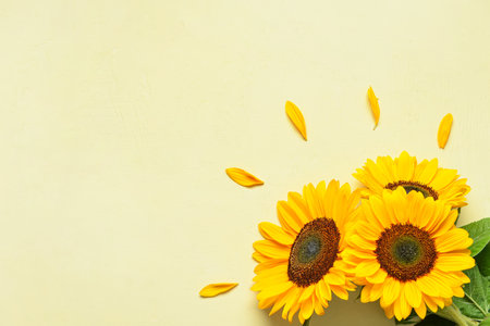 Beautiful sunflowers and petals on light green backgroundの写真素材
