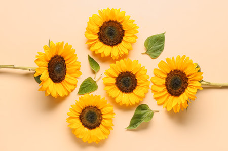 Beautiful sunflowers and leaves on orange backgroundの写真素材