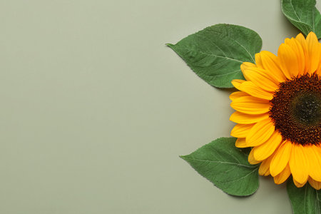 Beautiful sunflower and leaves on green backgroundの写真素材
