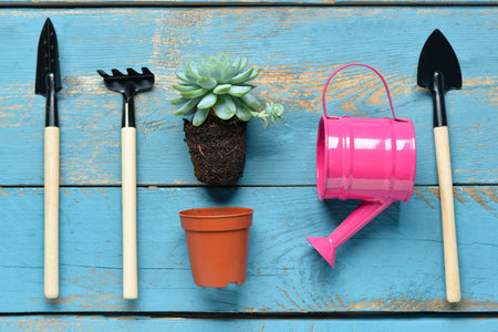 Gardening rake, shovels, watering can and plant on blue wooden backgroundの写真素材