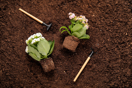 Plants with soil, shovel and rake in gardenの写真素材