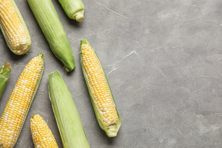 Fresh corn cobs on gray background