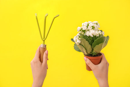 Woman with gardening rake and plant on yellow backgroundの写真素材