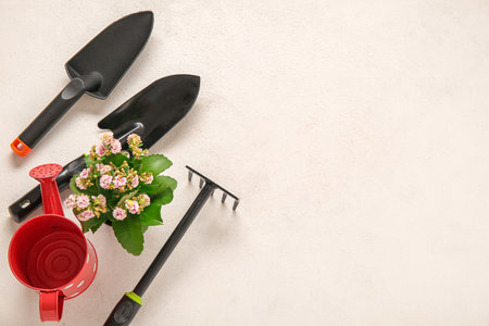 Plant with different gardening tools on light backgroundの写真素材