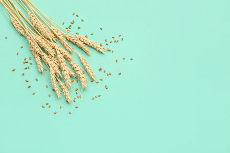 Wheat ears and grains on turquoise backgroundの写真素材