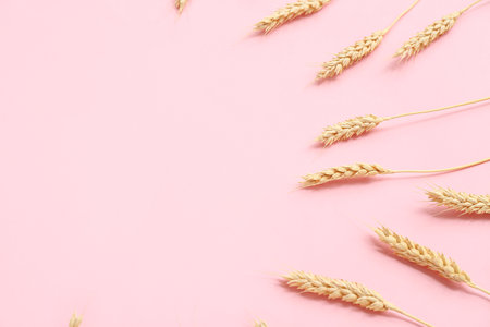 Wheat ears on pink backgroundの写真素材