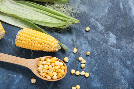 Fresh corn cobs and wooden spoon with kernels on blue tableの写真素材