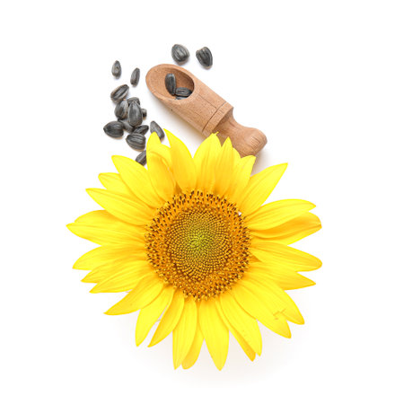 Beautiful sunflower and wooden scoop with seeds on white backgroundの写真素材