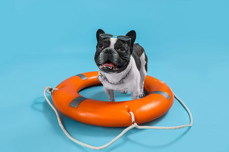 French bulldog with ring buoy on blue background
