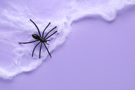 Cobweb with spider for Halloween party on lilac backgroundの写真素材