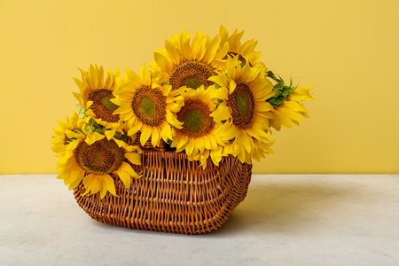 Wicker basket with beautiful sunflowers on white tableの写真素材
