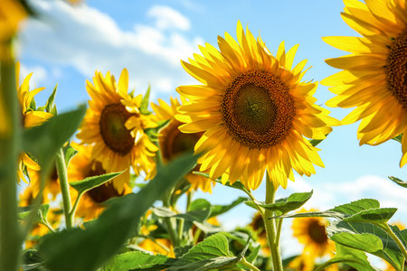 beautiful blooming sunflowers on blue sky backgroundの写真素材