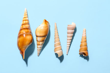 Composition with beautiful seashells on color backgroundの写真素材