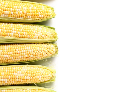Fresh corn cobs on white background