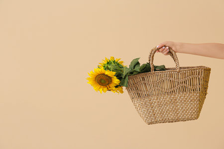 Female hand with beautiful sunflowers in wicker bag on beige backgroundの写真素材