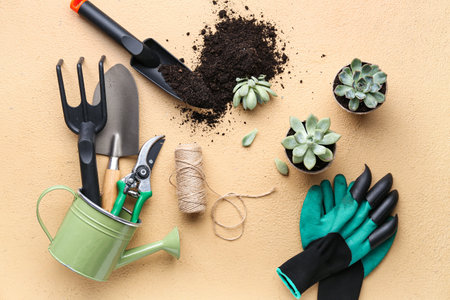 Composition with different gardening tools, soil and succulents on color backgroundの写真素材