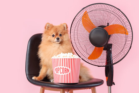 Cute Pomeranian spitz with popcorn bucket and electric fan sitting on chair against pink backgroundの写真素材