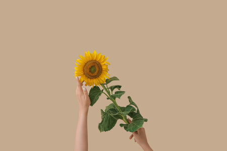 female hands with beautiful sunflower on beige backgroundの写真素材