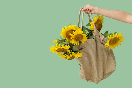 Female hand with beautiful sunflowers in bag on green backgroundの写真素材